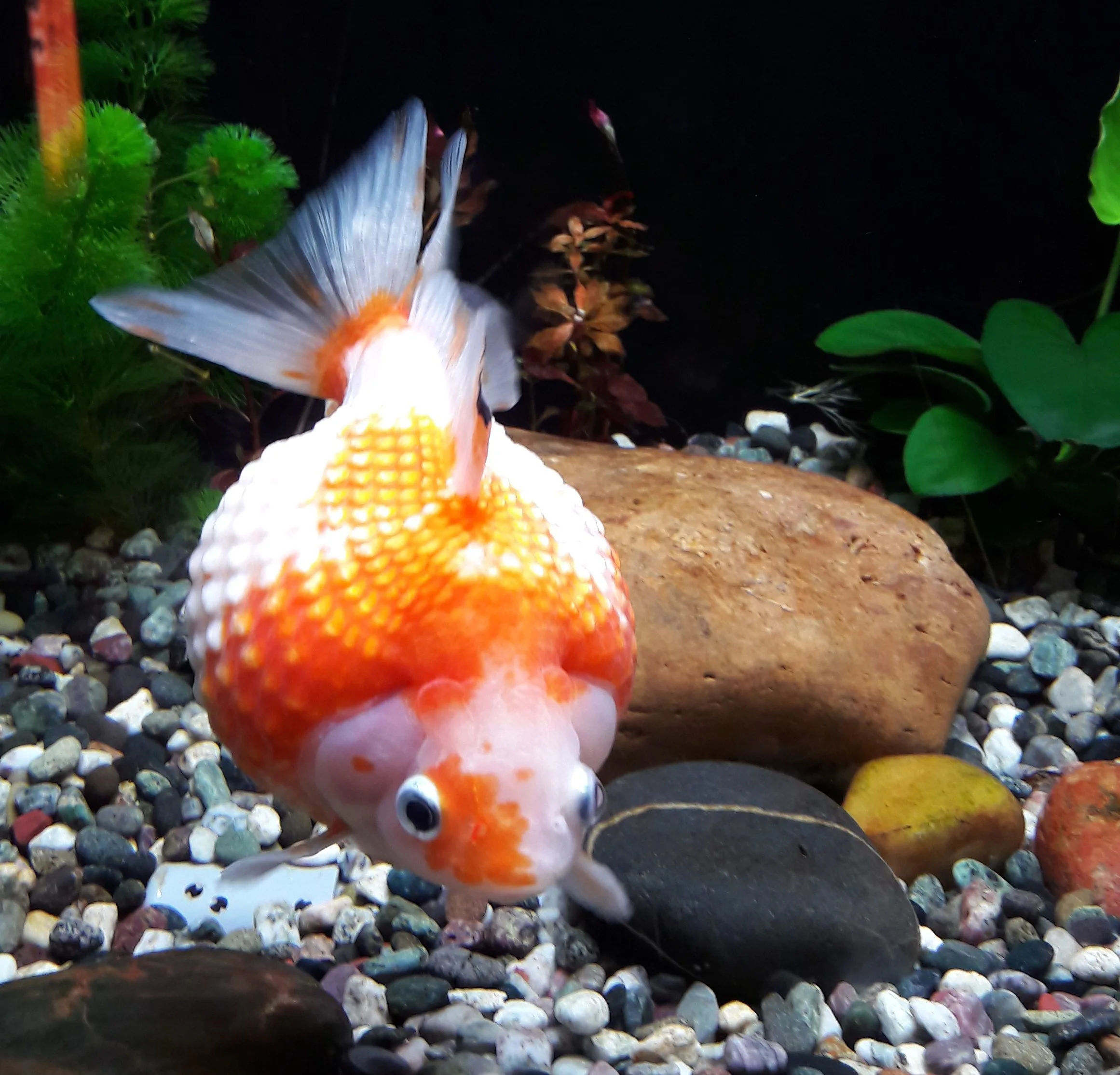 Ocean Park Hong Kong