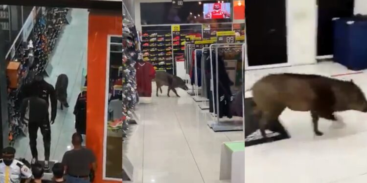 wild boar