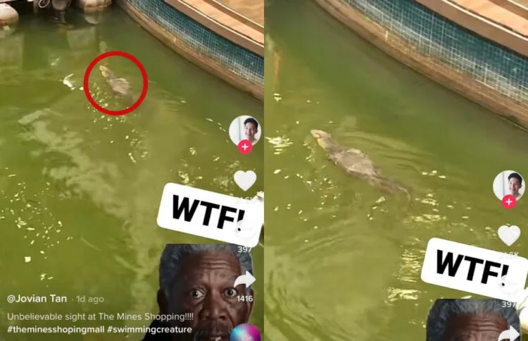 Source: TikTok/@jovdapianist