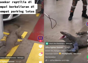 Source: TikTok/Fire Fighter Forever