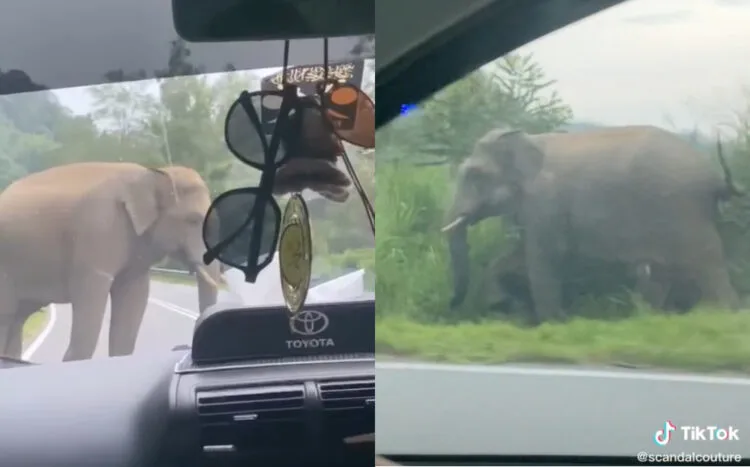 SOURCES: TIKTOK/@SCANDALCOUTURE, TIKTOK/@ISHAAA.MN_