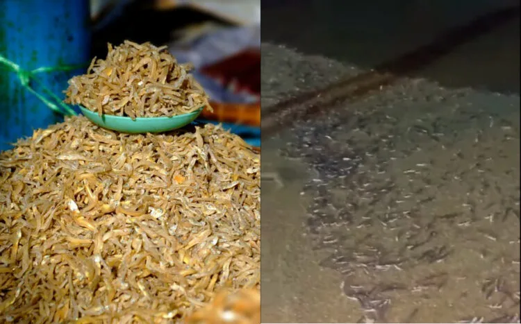 Sources: Flickr/Facebook/OG Pangkor