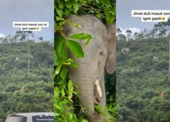 SOURCE: TIKTOK, FLICKR