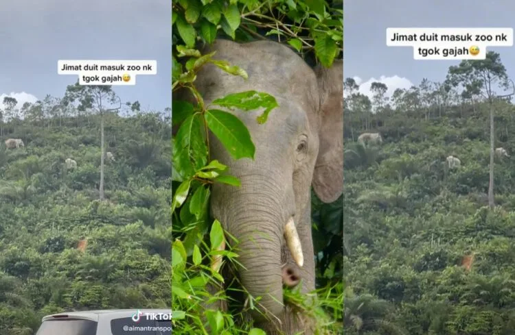 SOURCE: TIKTOK, FLICKR