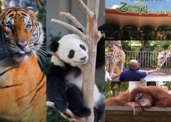 Source: Facebook/ Zoo