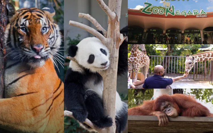 Source: Facebook/ Zoo