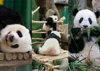 SOURCE: TIKTOK, FACEBOOK, IG