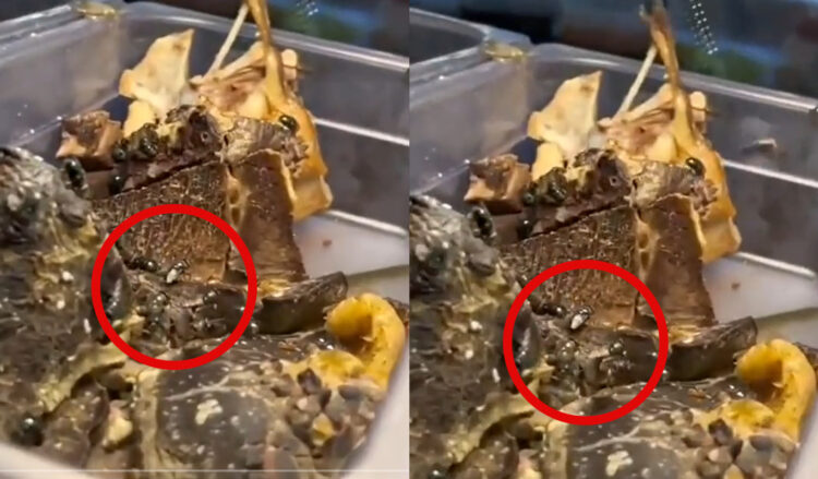 Source: TikTok