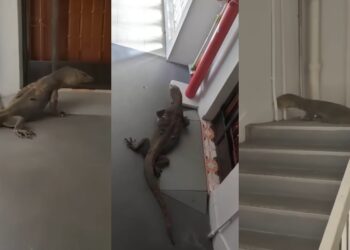 SOURCES: YOUTUBE, MOTHERSHIP