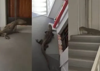 SOURCES: YOUTUBE, MOTHERSHIP