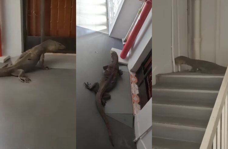 SOURCES: YOUTUBE, MOTHERSHIP