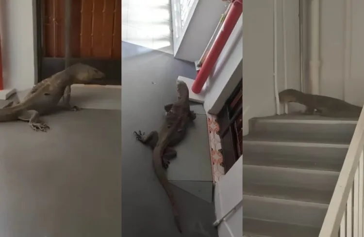 SOURCES: YOUTUBE, MOTHERSHIP