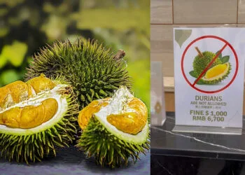 Sources: Wallpaper Flare/小红书