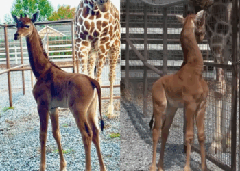 SOURCE: FACEBOOK, YOUTUBE