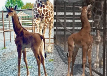 SOURCE: FACEBOOK, YOUTUBE