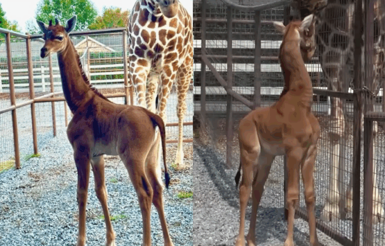 SOURCE: FACEBOOK, YOUTUBE