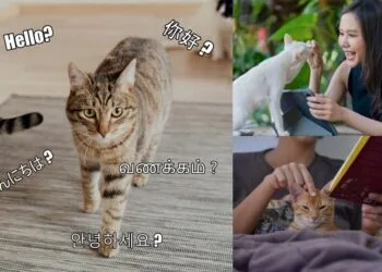 SOURCE: FREEPIK, PEXELS