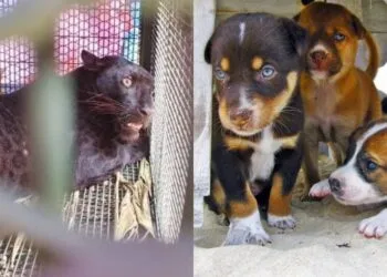 SOURCE: FACEBOOK, PUBLICDOMAINPICTURES