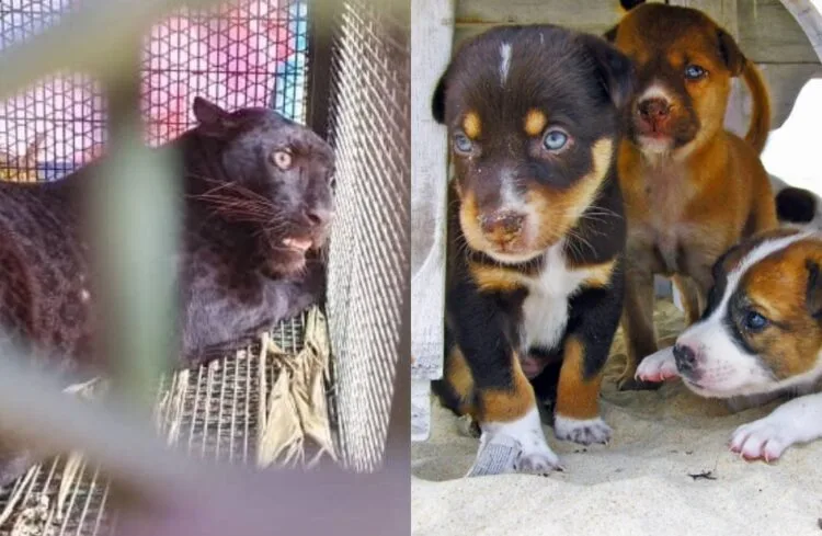 SOURCE: FACEBOOK, PUBLICDOMAINPICTURES