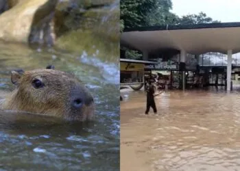 SOURCES: CANVA & TIKTOK