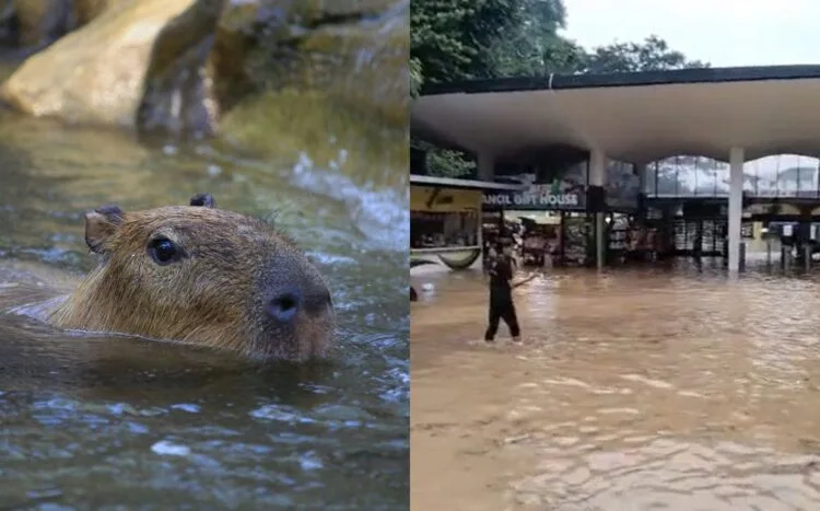 SOURCES: CANVA & TIKTOK