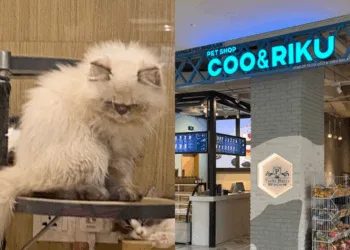 SOURCES: TWITTER & LALAPORT BBCC