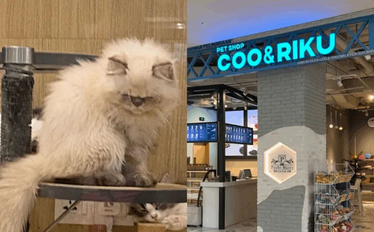 SOURCES: TWITTER & LALAPORT BBCC