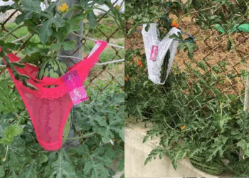 Source: Facebook/Bo Jia Huang