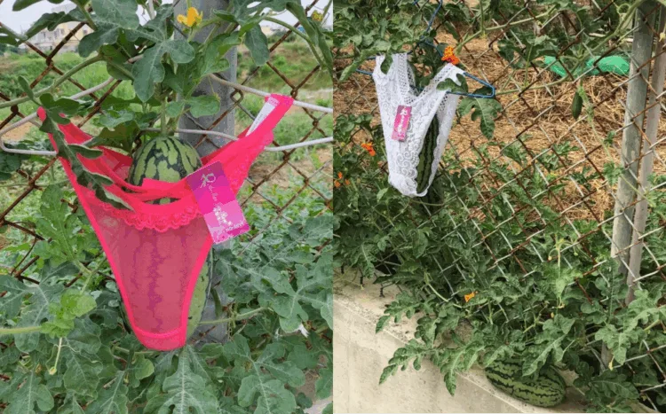 Source: Facebook/Bo Jia Huang