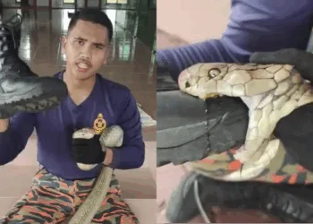 Source: Facebook/FARID SQUAD KING COBRA