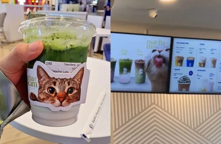 Source: Twitter/sevenbtsbby/nocontextscats