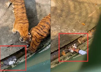 Source: TIKTOK (@anonymous_not)