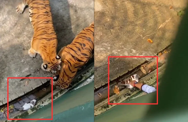 Source: TIKTOK (@anonymous_not)