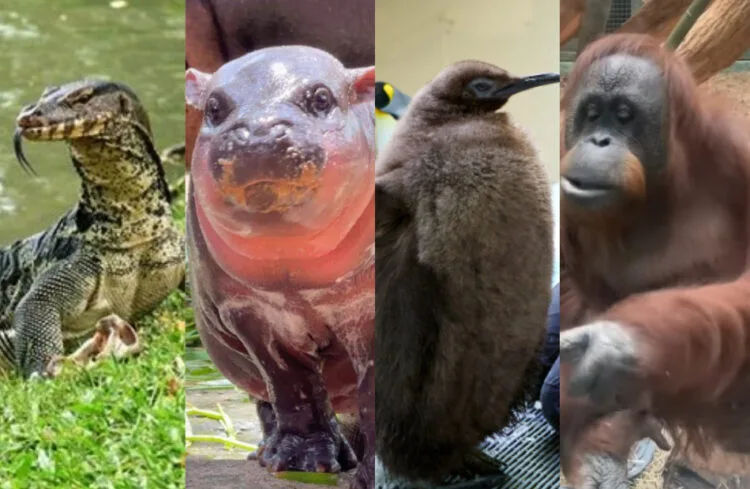 Sources: INSTAGRAM (@khaokheow.zoo, @sealifemelbourneaquarium, @pointingorangutan) / PINTEREST (Asia BackPackers)