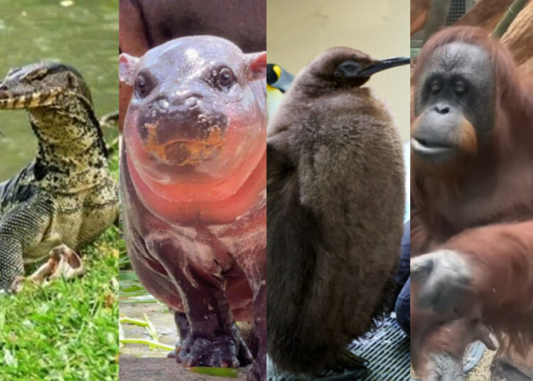 Sources: INSTAGRAM (@khaokheow.zoo, @sealifemelbourneaquarium, @pointingorangutan) / PINTEREST (Asia BackPackers)