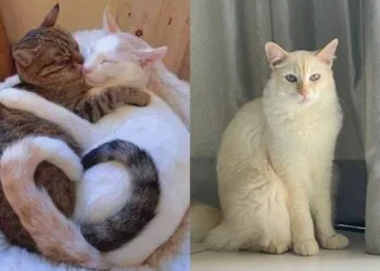 Sources: TWITTER (@Miyabellsoz), PINTEREST (@sophiagrzegorczyk)