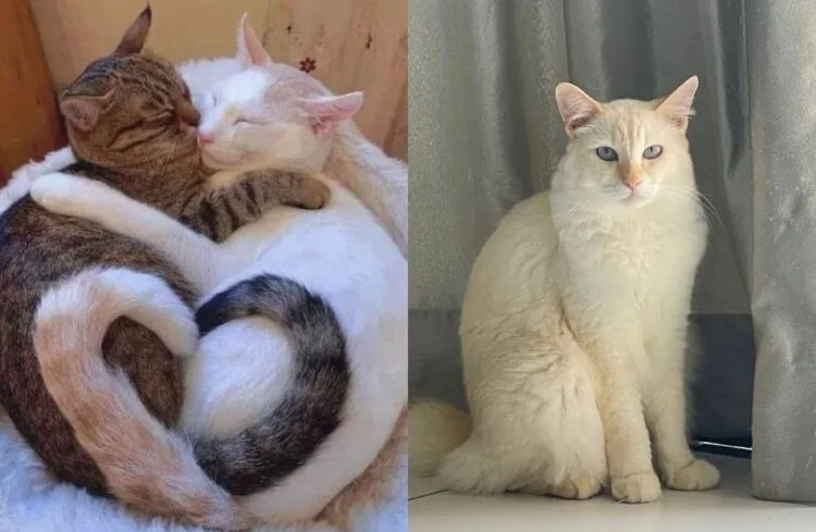 Sources: TWITTER (@Miyabellsoz), PINTEREST (@sophiagrzegorczyk)