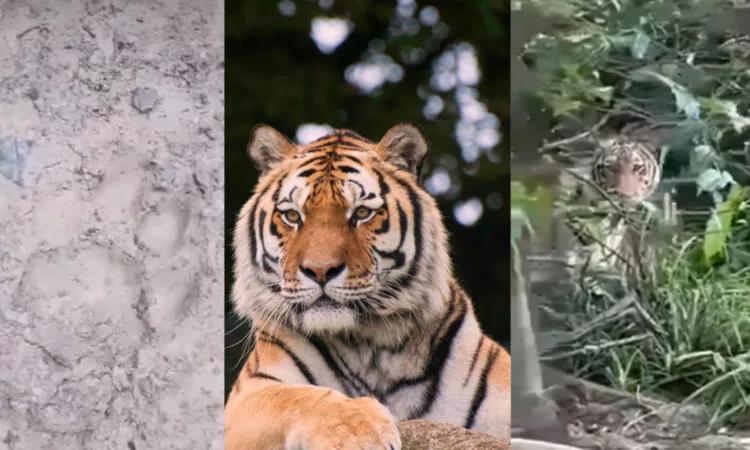 Sources: Pexels, Facebook (@KHI (Kluang Hari Ini))