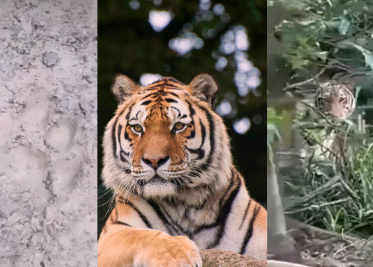 Sources: Pexels, Facebook (@KHI (Kluang Hari Ini))