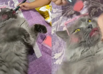 Source: TikTok (@dhia mirza)