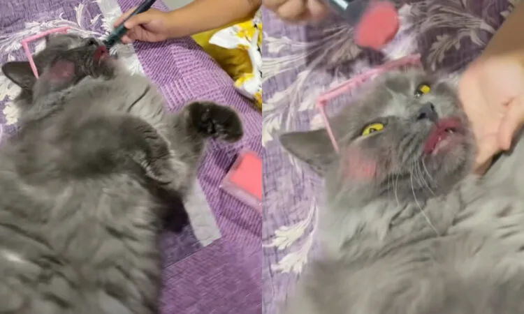 Source: TikTok (@dhia mirza)