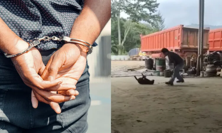 Sources: Pexels, Facebook (@Persatuan Haiwan Malaysia - Malaysia Animal Association)