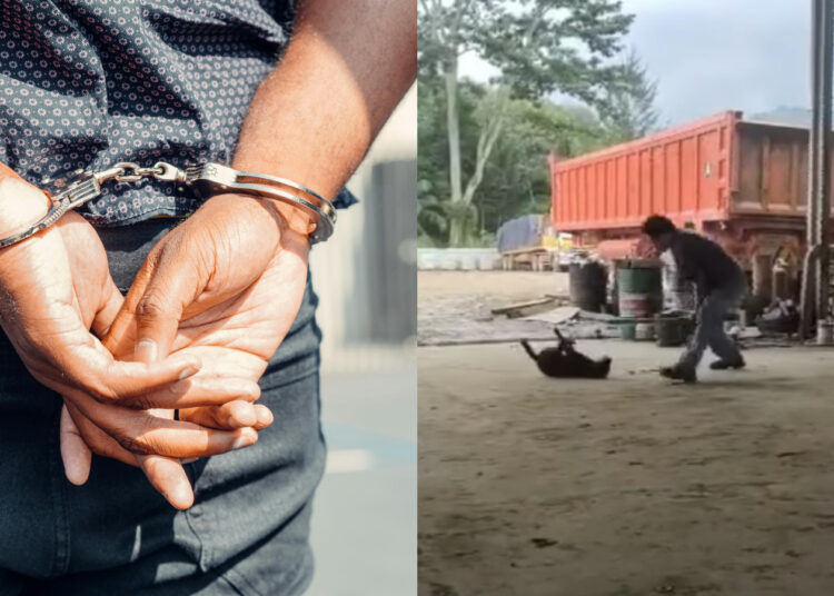 Sources: Pexels, Facebook (@Persatuan Haiwan Malaysia - Malaysia Animal Association)