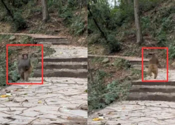 Source: Twitter (@bckupacc99)