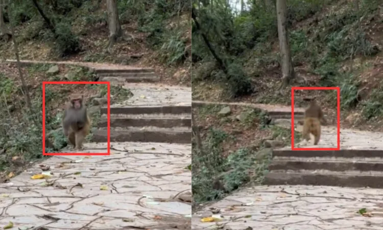 Source: Twitter (@bckupacc99)