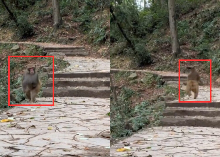 Source: Twitter (@bckupacc99)