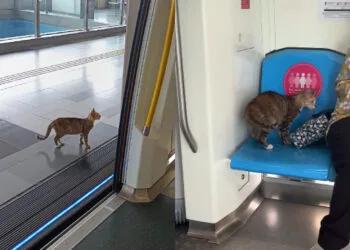 SOURCES: XIAOHONGSHU (貓子v)