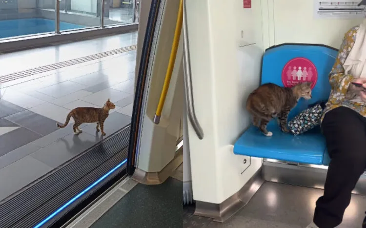 SOURCES: XIAOHONGSHU (貓子v)