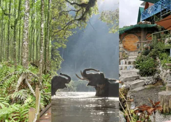 Sources: Trip Advisor (Peter Vanderlans), Taman Negara Travel, Instagram (@humblehobbithome)