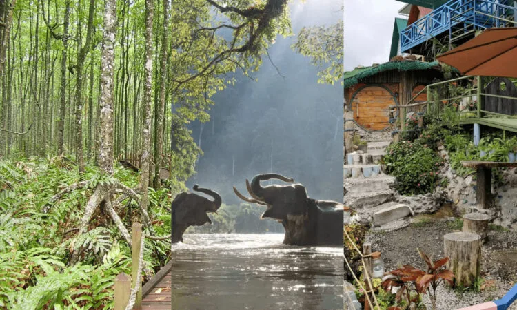 Sources: Trip Advisor (Peter Vanderlans), Taman Negara Travel, Instagram (@humblehobbithome)